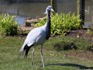 Demoiselle Crane (WWT Slimbridge April 2013) ©Nigel Key